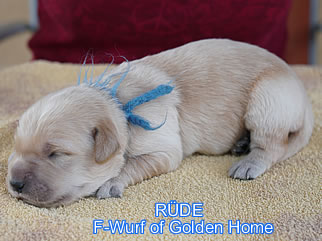 Golden Retriever Welpen of Golden Home F-Wurf/Woche1