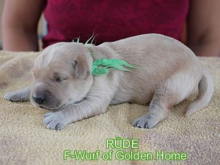 Golden Retriever Welpen of Golden Home F-Wurf/Woche1