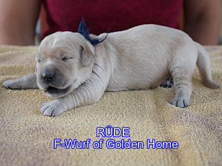 Golden Retriever Welpen of Golden Home F-Wurf/Woche1