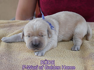 Golden Retriever Welpen of Golden Home F-Wurf/Woche1