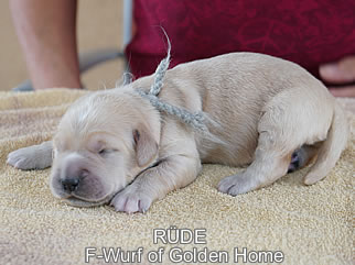 Golden Retriever Welpen of Golden Home F-Wurf/Woche1