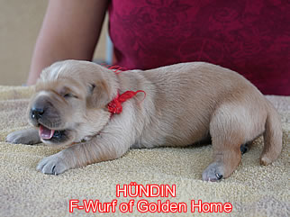 Golden Retriever Welpen of Golden Home F-Wurf/Woche1