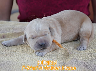 Golden Retriever Welpen of Golden Home F-Wurf/Woche1