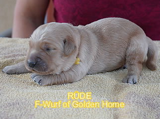 Golden Retriever Welpen of Golden Home F-Wurf/Woche1