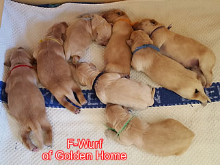 Golden Retriever Welpen of Golden Home F-Wurf/Woche1