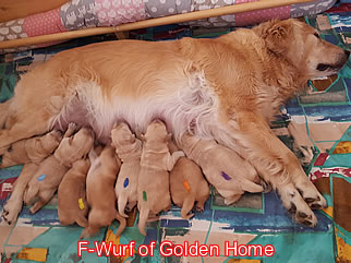 Golden Retriever Welpen of Golden Home F-Wurf/Woche1