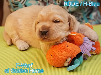 Golden Retriever Welpen of Golden Home F-Wurf/Woche2
