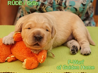 Golden Retriever Welpen of Golden Home F-Wurf/Woche2