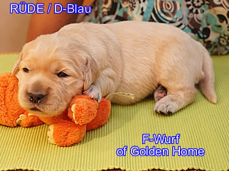Golden Retriever Welpen of Golden Home F-Wurf/Woche2