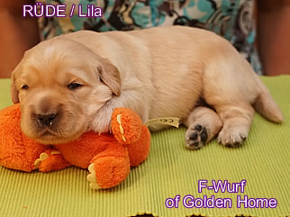 Golden Retriever Welpen of Golden Home F-Wurf/Woche2