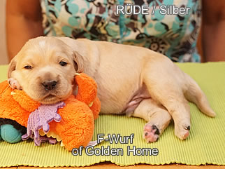 Golden Retriever Welpen of Golden Home F-Wurf/Woche2