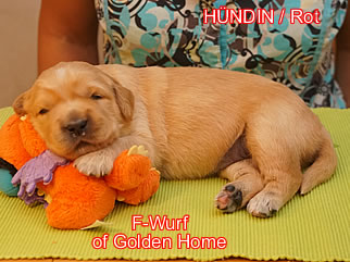 Golden Retriever Welpen of Golden Home F-Wurf/Woche2