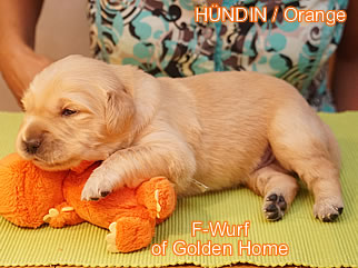 Golden Retriever Welpen of Golden Home F-Wurf/Woche2