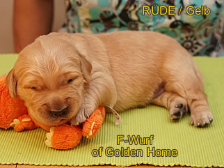 Golden Retriever Welpen of Golden Home F-Wurf/Woche2