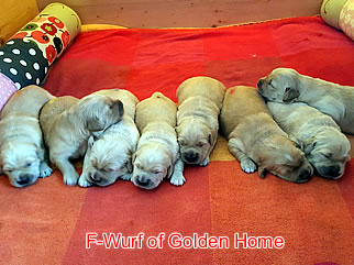 Golden Retriever Welpen of Golden Home F-Wurf/Woche2