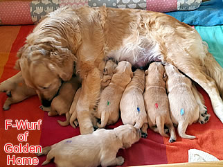 Golden Retriever Welpen of Golden Home F-Wurf/Woche2