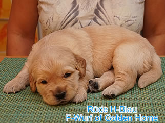 Golden Retriever Welpen of Golden Home F-Wurf/Woche3