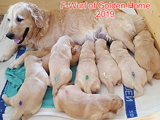 Golden Retriever Welpen of Golden Home F-Wurf/Woche3