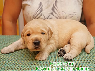 Golden Retriever Welpen of Golden Home F-Wurf/Woche3