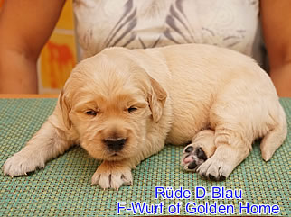 Golden Retriever Welpen of Golden Home F-Wurf/Woche3