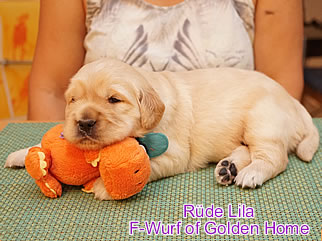 Golden Retriever Welpen of Golden Home F-Wurf/Woche3