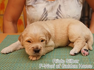 Golden Retriever Welpen of Golden Home F-Wurf/Woche3