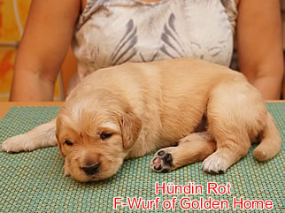 Golden Retriever Welpen of Golden Home F-Wurf/Woche3