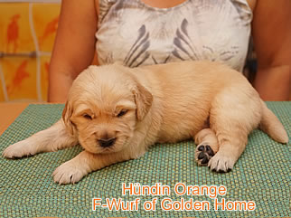 Golden Retriever Welpen of Golden Home F-Wurf/Woche3