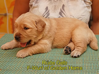 Golden Retriever Welpen of Golden Home F-Wurf/Woche3