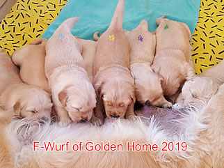 Golden Retriever Welpen of Golden Home F-Wurf/Woche3