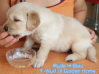 Golden Retriever Welpen of Golden Home F-Wurf/Woche4