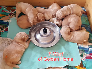 Golden Retriever Welpen of Golden Home F-Wurf/Woche4