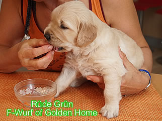 Golden Retriever Welpen of Golden Home F-Wurf/Woche4