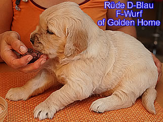 Golden Retriever Welpen of Golden Home F-Wurf/Woche4