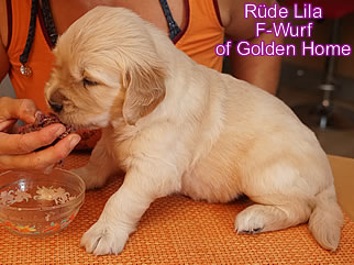 Golden Retriever Welpen of Golden Home F-Wurf/Woche4