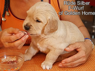 Golden Retriever Welpen of Golden Home F-Wurf/Woche4