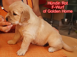 Golden Retriever Welpen of Golden Home F-Wurf/Woche4