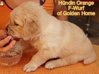 Golden Retriever Welpen of Golden Home F-Wurf/Woche4