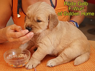 Golden Retriever Welpen of Golden Home F-Wurf/Woche4