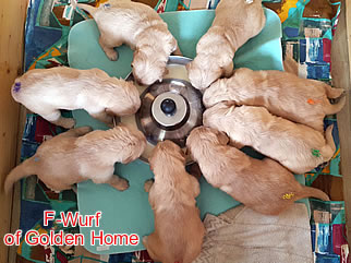 Golden Retriever Welpen of Golden Home F-Wurf/Woche4