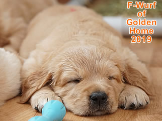 Golden Retriever Welpen of Golden Home F-Wurf/Woche5