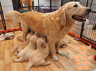 Golden Retriever Welpen of Golden Home F-Wurf/Woche5