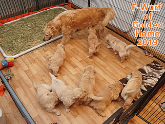 Golden Retriever Welpen of Golden Home F-Wurf/Woche5