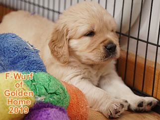 Golden Retriever Welpen of Golden Home F-Wurf/Woche5