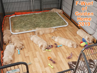 Golden Retriever Welpen of Golden Home F-Wurf/Woche5