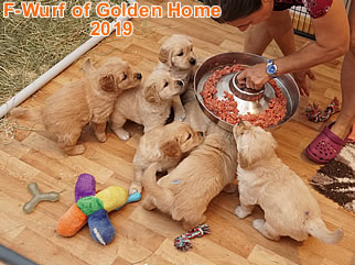 Golden Retriever Welpen of Golden Home F-Wurf/Woche5