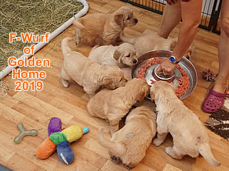 Golden Retriever Welpen of Golden Home F-Wurf/Woche5