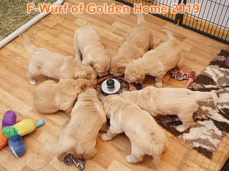 Golden Retriever Welpen of Golden Home F-Wurf/Woche5