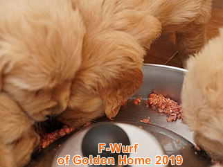 Golden Retriever Welpen of Golden Home F-Wurf/Woche5