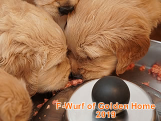 Golden Retriever Welpen of Golden Home F-Wurf/Woche5